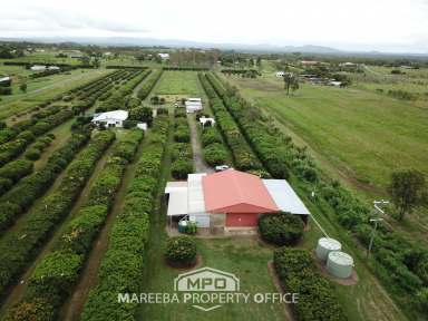 Farm For Sale - QLD - Mareeba - 4880 - INVEST IN FARMING OR LIFESTYLE  (Image 2)