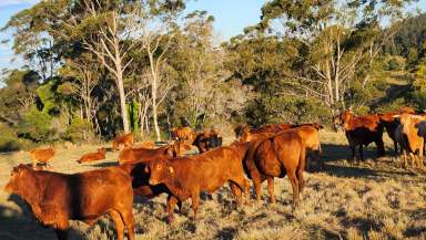 Farm For Sale - QLD - Bellthorpe - 4514 - 203 ACRES GRAZING PROPERTY BELLTHORPE  (Image 2)