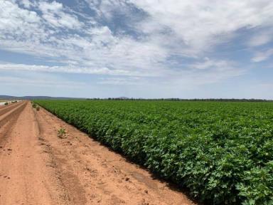 Farm Sold - NSW - Forbes - 2871 - Institutional Scale Mixed Farming Opportunity  (Image 2)