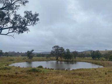 Farm For Sale - NSW - Mudgee - 2850 - EXCEPTIONAL HORSE AND CATTLE FARM  (Image 2)