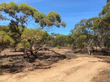 Farm Sold - SA - Cambrai - 5353 - Affordable, large (159 Ha) rustic nature block. Original mallee country, large areas cleared. Bore and holding tanks.  (Image 2)