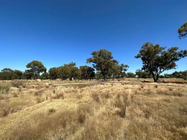 Farm For Sale - NSW - Rand - 2642 - "Mud Hut Block"  (Image 2)