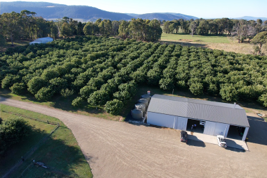 Farm For Sale - NSW - Tumbarumba - 2653 - WIWO Chestnut and Truffle Enterprise with Rural Lifestyle Appeal  (Image 2)