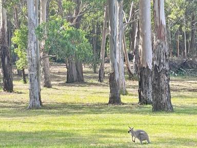 Farm Sold - QLD - Palmtree - 4352 - Escape to Palmtree: 40 Acres of Rural Bliss with  2 homes, sheds , creek & timber plantation.  (Image 2)