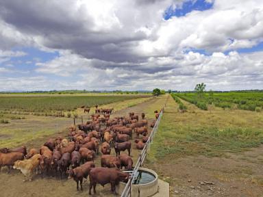 Farm Sold - QLD - Jambin - 4702 - Drought Proof Your Cattle Enterprise  (Image 2)