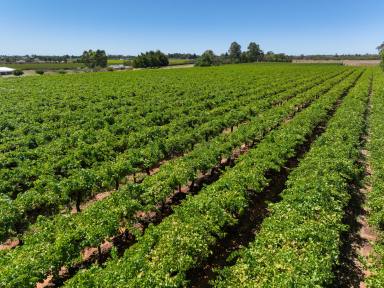 Farm Sold - VIC - Irymple - 3498 - 7.5 Acres of Crimson Seedless Table Grapes  (Image 2)