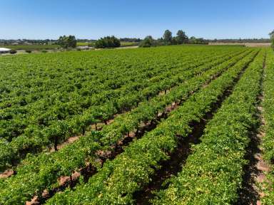 Farm Sold - VIC - Irymple - 3498 - 7.5 Acres of Crimson Seedless Table Grapes  (Image 2)