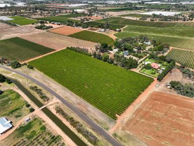 Farm Sold - VIC - Irymple - 3498 - 7.5 Acres of Crimson Seedless Table Grapes  (Image 2)