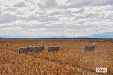 Farm Sold - VIC - Willaura - 3379 - Prime Western District Cropping & Grazing  (Image 2)