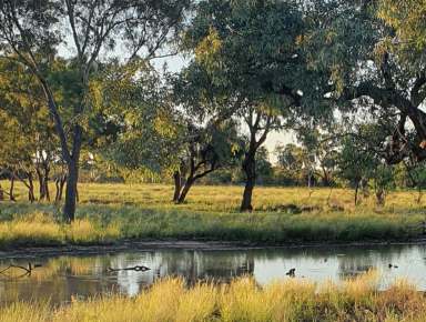 Farm For Sale - NSW - Enngonia - 2840 - Large Scale Western Division Grazing Asset  (Image 2)