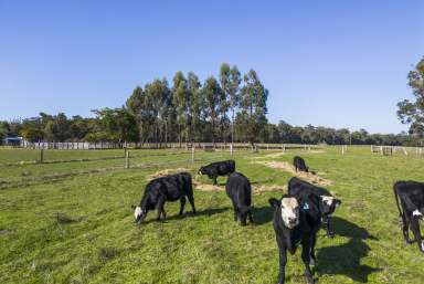 Farm Sold - WA - Nannup - 6275 - 188 ACRES OF FERTILE FARMLAND  (Image 2)