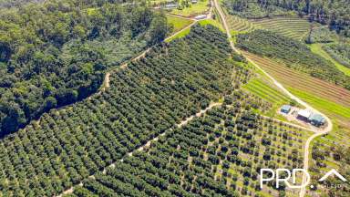 Farm For Sale - NSW - Tabulam - 2469 - 330 Acre Avocado Farm  (Image 2)