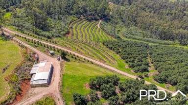 Farm For Sale - NSW - Tabulam - 2469 - 330 Acre Avocado Farm  (Image 2)