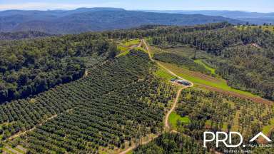 Farm For Sale - NSW - Tabulam - 2469 - 330 Acre Avocado Farm  (Image 2)