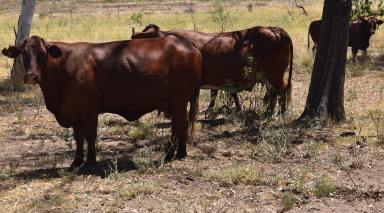 Farm Sold - QLD - Cracow - 4719 - QUALITY DAWSON VALLEY CATTLE PROPERTY.  (Image 2)