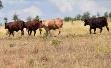 Farm Sold - QLD - Cracow - 4719 - QUALITY DAWSON VALLEY CATTLE PROPERTY.  (Image 2)