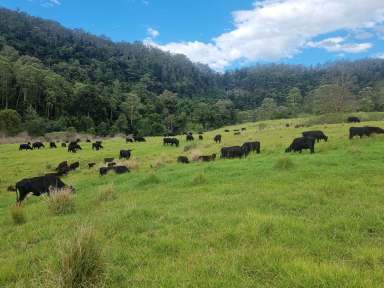 Farm For Sale - NSW - Casino - 2470 - "ROCKY TOPS" 100 BREEDER PROPERTY  (Image 2)