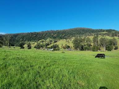 Farm For Sale - NSW - Casino - 2470 - "ROCKY TOPS" 100 BREEDER PROPERTY  (Image 2)