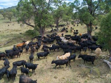 Farm Sold - NSW - Woolomin - 2340 - Mixed Grazing / Lucerne Enterprise on the Peel River  (Image 2)