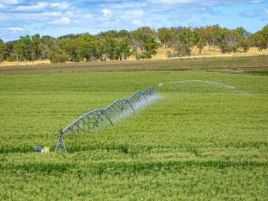 Farm Sold - NSW - The Lagoon - 2795 - Bidgeribbin Irrigation - 56.82HA* or 140.34Ac*  (Image 2)