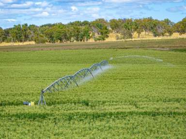 Farm Sold - NSW - The Lagoon - 2795 - Bidgeribbin Irrigation - 56.82HA* or 140.34Ac*  (Image 2)