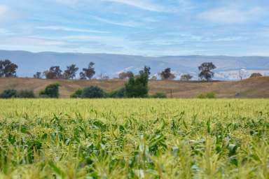 Farm Sold - NSW - The Lagoon - 2795 - Bidgeribbin Irrigation - 56.82HA* or 140.34Ac*  (Image 2)