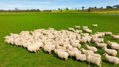 Farm Sold - NSW - Henty - 2658 - "GLENDOON"  (Image 2)
