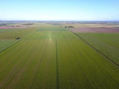 Farm For Sale - NSW - East Coraki - 2471 - MID RICHMOND RIVER CROPPING COUNTRY  (Image 2)