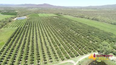 Farm Sold - QLD - Mutchilba - 4872 - Mutchilba Orchard Operation - Atherton Tablelands  (Image 2)