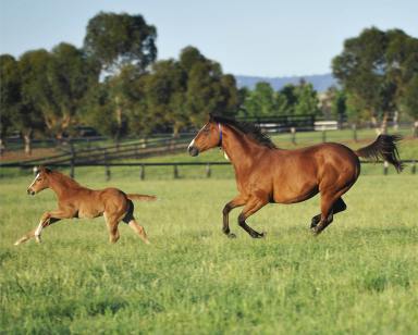 Farm For Sale - NSW - Scone - 2337 - Unprecedented rural mixed use development site  (Image 2)