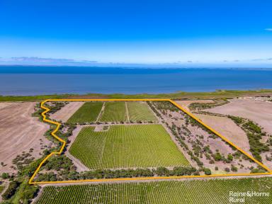 Farm Sold - SA - Lake Plains - 5255 - Views, vines & redevelopment potential on a popular cellar door radius on 75 acres.  (Image 2)