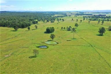 Farm For Sale - NSW - Casino - 2470 - SHANNON BROOK BEAUTY  (Image 2)