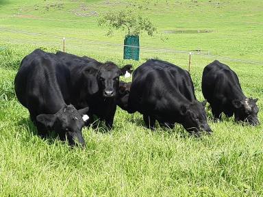 Farm For Sale - QLD - Thornville - 4352 - 160 acres cattle breeding & fattening property or racehorse spelling facility.  (Image 2)