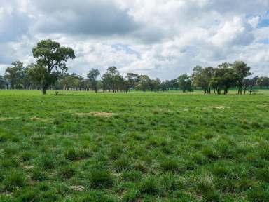 Farm Sold - NSW - Walcha - 2354 - Organic Heritage Property - 1940's Timber Woolshed & Century Old Pines  (Image 2)