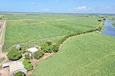 Farm For Sale - QLD - Brandon - 4808 - Burdekin Cropping Property with House - Sheds - Machinery  (Image 2)