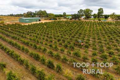 Farm Sold - SA - Loxton North - 5333 - Pomegranate Orchard - 18,200 Trees  (Image 2)