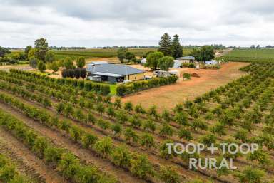 Farm Sold - SA - Loxton North - 5333 - Pomegranate Orchard - 18,200 Trees  (Image 2)