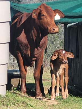 Farm Sold - QLD - Blackbutt - 4314 - Relax on 159 Aces with a Weekender set up.  (Image 2)