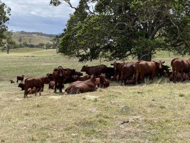 Farm Expressions of Interest - QLD - Bromelton - 4285 - Dependable Cattle Breeding Aggregation   (Image 2)