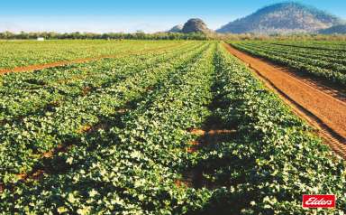 Farm For Sale - WA - Kununurra - 6743 - Established Irrigation Property, Ord River, Kununurra  (Image 2)