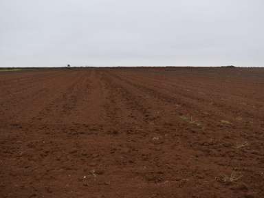 Farm For Sale - QLD - Woongarra - 4670 - 16.72 hectares (41.3 acres) at the Hummock red soil with 40megs of water  (Image 2)