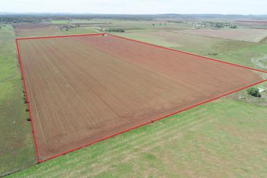 Farm Sold - QLD - Aubigny - 4401 - 78 Acres of Cultivation Country or future Lifestyle and Grazing, with Shed, Power,  Bore, and 25 Meg Licence.  (Image 2)