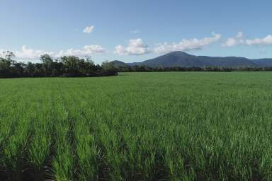 Farm Sold - QLD - Myrtlevale - 4800 - AUCTION   AUCTION   AUCTION
Whitsunday cane farm / acreage  (Image 2)