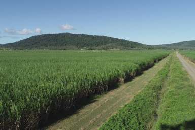 Farm Sold - QLD - Myrtlevale - 4800 - AUCTION   AUCTION   AUCTION
Whitsunday cane farm / acreage  (Image 2)