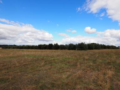 Farm Sold - VIC - Redbank - 3477 - 32.30HA (79.81 Acres) - Lifestyle & Earnings - Over 1000 Established Olive Trees  (Image 2)