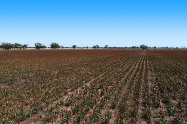 Farm Sold - NSW - Gilgandra - 2827 - Prime Mixed Farming Property  (Image 2)