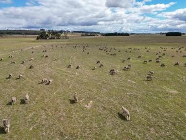 Farm Sold - VIC - Macarthur - 3286 - 315.51 Ac – 127.68 Ha  Expressions of Interest  (Image 2)