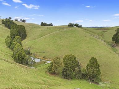 Farm For Sale - VIC - Wooreen - 3953 - 'TARWIN VIEW' - TRADITIONAL BLUE GUM GRAZING!  (Image 2)
