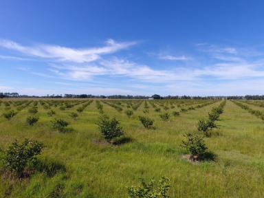 Farm For Sale - NSW - Casino - 2470 - STONE AND CITRUS FRUIT ORCHARD  (Image 2)