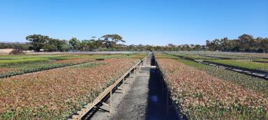 Farm For Sale - WA - Tincurrin - 6361 - Exceptional Production Tree Seedling Nursery - 21 Hectare Property with 2 Houses  (Image 2)
